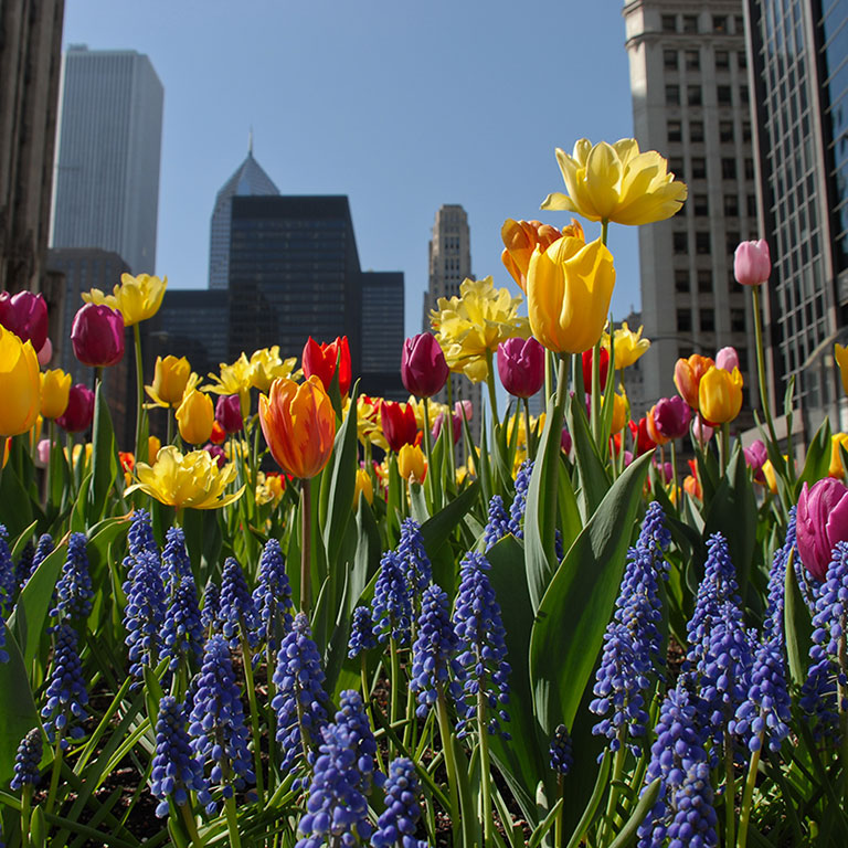 Spring bloom