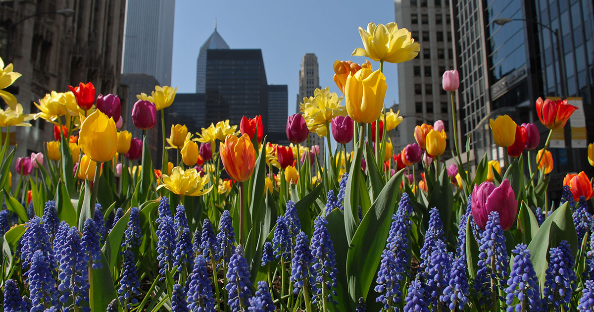 Spring bloom